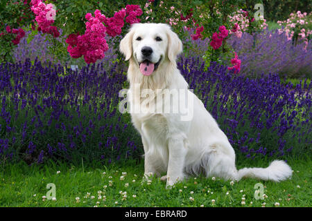 Golden Retriever (Canis lupus f. familiaris), assis sur un trèfle prairie devant un lit de fleur de lavande et de roses, Allemagne Banque D'Images