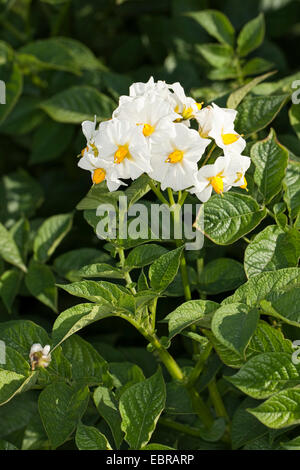 La pomme de terre (Solanum tuberosum), la floraison des plantes de pomme de terre Banque D'Images