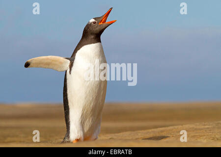 Gentoo pingouin (Pygoscelis papua), les ailes battantes et d'appel, l'Antarctique, îles Falkland Banque D'Images