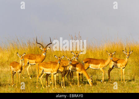 Impala (Aepyceros melampus), troupeau de Savannah, Kenya, Masai Mara National Park Banque D'Images