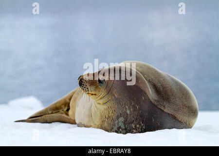 Phoque de Weddell (Leptonychotes weddelli), se trouvant en position latérale dans la neige , l'Antarctique, Suedgeorgien, Paradise Bay Banque D'Images