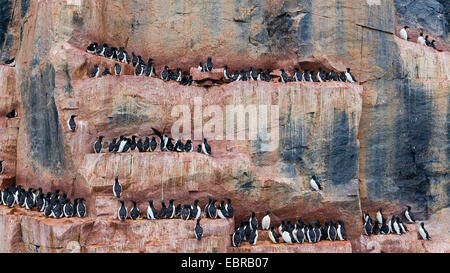 Bruennich's guillemot (Uria lomvia), Bruennich's guillemot sur une corniche à un oiseau rock, Norvège, Svalbard Banque D'Images