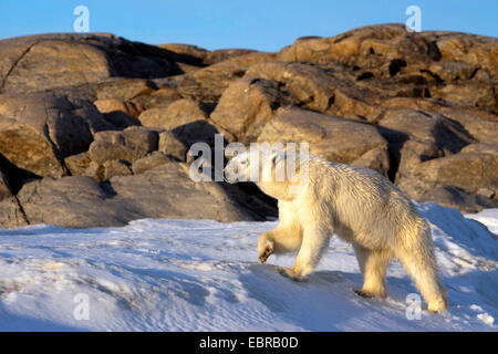 L'ours polaire (Ursus maritimus), promenades dans un paysage polaire, la Norvège, Svalbard Banque D'Images