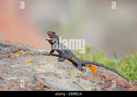 Roughtail rock Agama agama, Hardun (Stellio stellio Laudakia stellio,, stellio), homme assis sur une pierre et les bains de soleil avec la bouche ouverte, la Grèce, Lesbos Banque D'Images