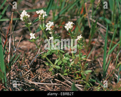 Heath le gaillet (Galium saxatile, Galium harcynicum), blooming, Allemagne Banque D'Images