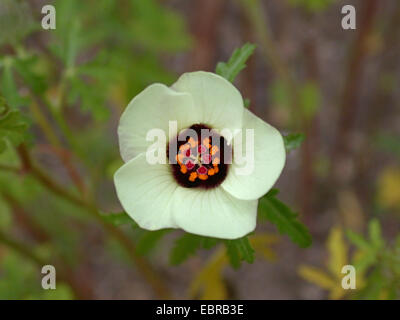 Vessie ketmia, fleur-de-heure, Hibiscus trionum mallow (Venise), fleur Banque D'Images