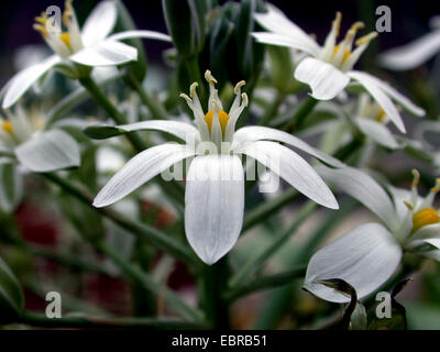 Star-de-Bethléem (Ornithogalum platyphyllum), fleur Banque D'Images