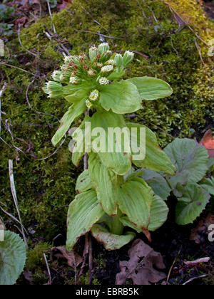 Pétasite géant, Japonais-beurre bur (Petasites japonicus), blooming, Allemagne Banque D'Images