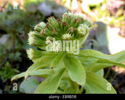 Pétasite géant, Japonais-beurre bur (Petasites japonicus), blooming, Allemagne Banque D'Images