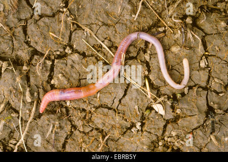 Ver de terre commun, ver de terre, ver de lob, rosée worm, Ver squirreltail twachel, (Lumbricus terrestris), allongé sur un sol sec, Allemagne Banque D'Images