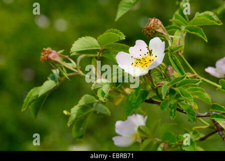 Rose (Rosa spec.), la floraison, la Bulgarie, l'Pirin-Gebirge, Melnik Banque D'Images