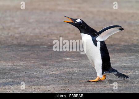 Gentoo pingouin (Pygoscelis papua), les ailes battantes et d'appel, l'Antarctique, îles Falkland Banque D'Images