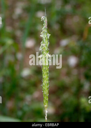 Secousse noir, mince vulpin des prés, black-grass (Alopecurus myosuroides), inflorescence, Allemagne Banque D'Images