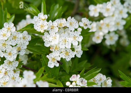 Aubépine, épine blanche, aubépines (Crataegus spec.), la floraison, l'Allemagne, la Bavière Banque D'Images