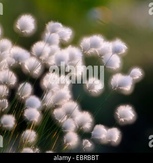 Linaigrette de tussock, hare's tail-linaigrettes (Eriophorum vaginatum), la fructification, ALLEMAGNE, Basse-Saxe Banque D'Images