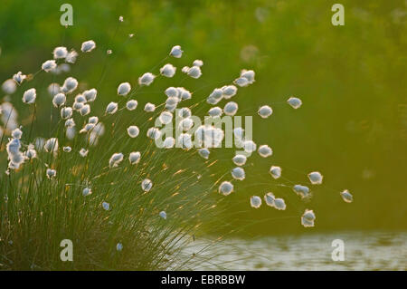 Linaigrette de tussock, hare's tail-linaigrettes (Eriophorum vaginatum), la fructification, ALLEMAGNE, Basse-Saxe Banque D'Images