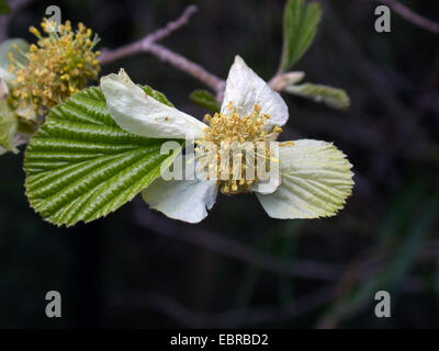 (Parrotiopsis jacquemontiana Parrotiopsis ), fleur Banque D'Images