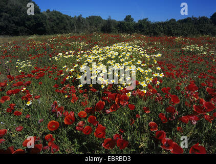 Pavot coquelicot, Commun, Rouge Coquelicot (Papaver rhoeas), Couronne Daisy et coquelicot dans un pré, Espagne, Baléares, Majorque Banque D'Images