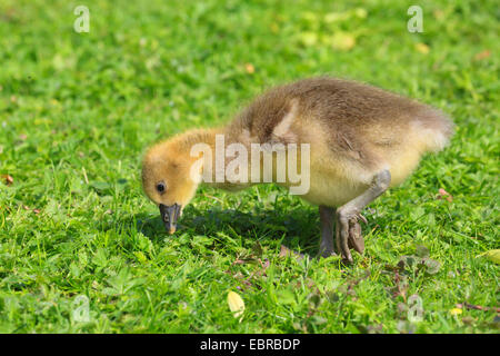 Bernache du Canada (Branta canadensis), sur l'alimentation, de l'Allemagne Banque D'Images