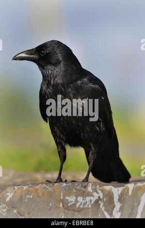 Corneille noire (Corvus corone, Corvus corone corone), assis sur un mur, l'Allemagne, Rhénanie du Nord-Westphalie Banque D'Images