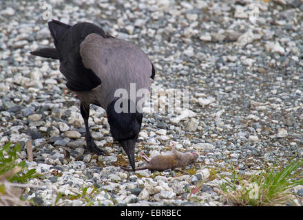 Hooded crow (Corvus corone cornix, Corvus cornix), pris avec la souris, la Norvège, Troms Banque D'Images