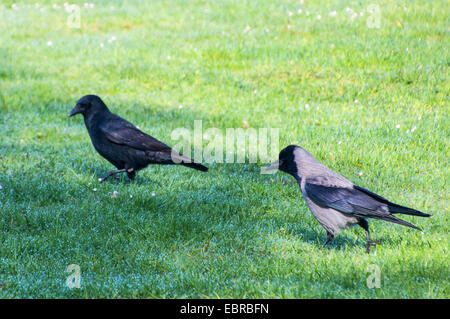 Corneille noire (Corvus corone, Corvus corone corone), Corneille et hoodiecrow sur un parc-lawn , Allemagne Banque D'Images