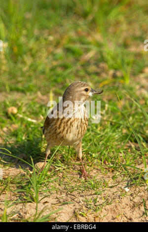 (Carduelis cannabina linnet, Acanthis cannabina), Femme avec matériel de nidification dans le bec, Pays-Bas, Texel Banque D'Images