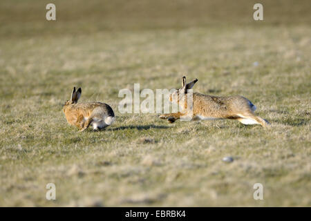 Lièvre européen, lièvre Brun (Lepus europaeus), les animaux adultes chassant les uns les autres au cours de l'appariement du temps, Pays-Bas, Texel Banque D'Images