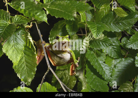 Rainette versicolore rainette commune, européenne, de l'Europe centrale rainette versicolore (Hyla arborea), escalade sur les branches, la Bulgarie, l'Pirin-Gebirge, Melnik Banque D'Images