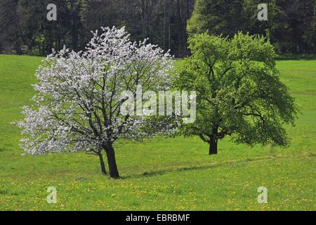 Pommier (Malus domestica), la floraison des pommiers dans un pré au printemps, Suisse, Zuercher bernois Banque D'Images