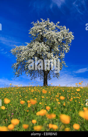 Poirier commun (Pyrus communis), la floraison du poirier au printemps, Suisse, Zuercher bernois Banque D'Images