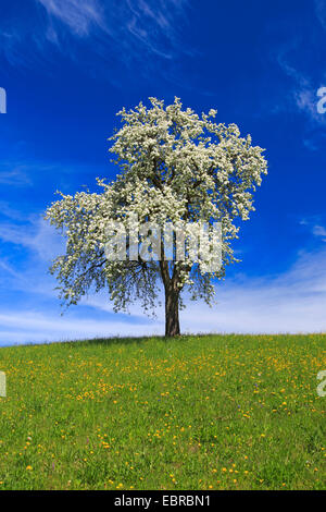 Poirier commun (Pyrus communis), la floraison du poirier au printemps, Suisse, Zuercher bernois Banque D'Images