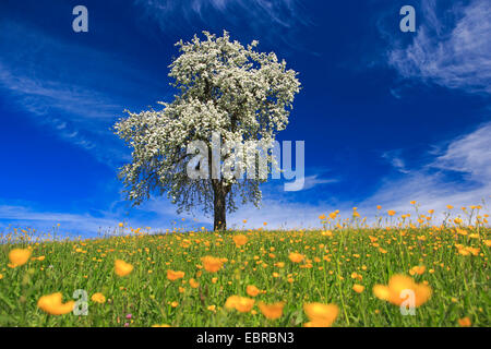 Poirier commun (Pyrus communis), la floraison du poirier au printemps, Suisse, Zuercher bernois Banque D'Images