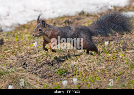 L'écureuil roux européen eurasien, l'écureuil roux (Sciurus vulgaris), sauter dans un pré de fleurs de crocus, Suisse, Grisons Banque D'Images