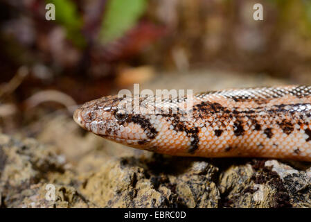 Sable (javelot boa Eryx jaculus), portrait, la Turquie, la Lycie, Mugla, Dalyan Banque D'Images