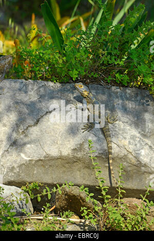 Roughtail rock Agama agama, Hardun (Stellio stellio Laudakia stellio, stellio), bains de soleil, sur une pierre, la Turquie, Mu-la, Lykien, anatolien, Dalyan Banque D'Images