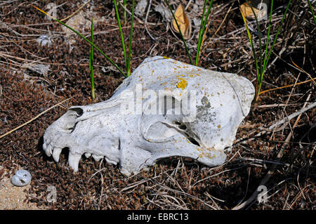 Chien domestique (Canis lupus f. familiaris), le crâne d'un chien couvert de lichens, Bulgarie Banque D'Images