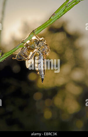 Robberflies et mouches (Asilidae), robberfly à une tige avec une abeille comme proies, la Turquie, l'Anatolie, Dalyan Banque D'Images