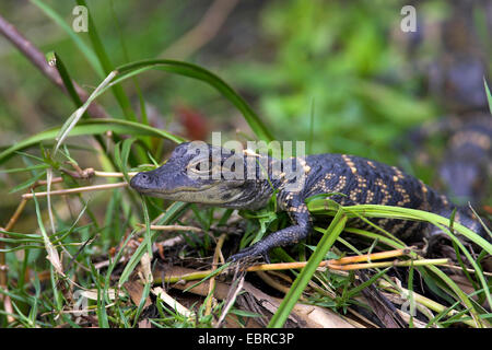 Alligator Alligator mississippiensis), (alligator juvénile se trouve dans le gras, USA, Floride, le Parc National des Everglades Banque D'Images