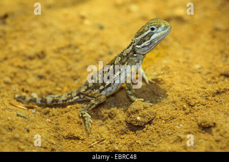 Sol noir dragon barbu (Pogona henrylawsoni), sur le terrain Banque D'Images