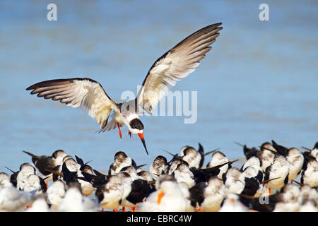 Skimmer Rynchops niger (noir), terres d'écumoire dans un troupeau, USA, Floride Banque D'Images