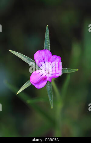 Politique corncockle (Agrostemma githago), fleur, Allemagne Banque D'Images