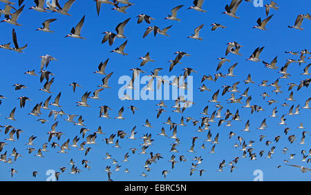 Skimmer Rynchops niger (noir), flying flock, USA, Floride Banque D'Images