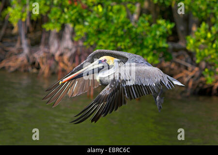 Pélican brun (Pelecanus occidentalis), oiseau en plumage nuptial battant, USA, Floride, le Parc National des Everglades Banque D'Images