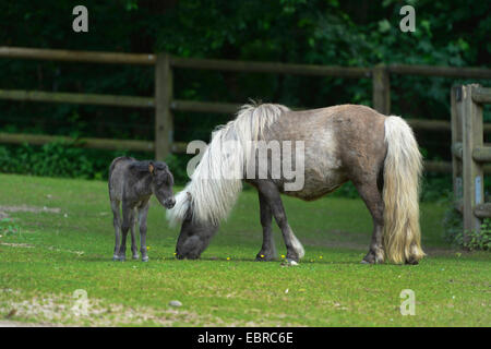 Poney (Equus przewalskii f. caballus), mare avec poulain sur un paddock, Allemagne Banque D'Images