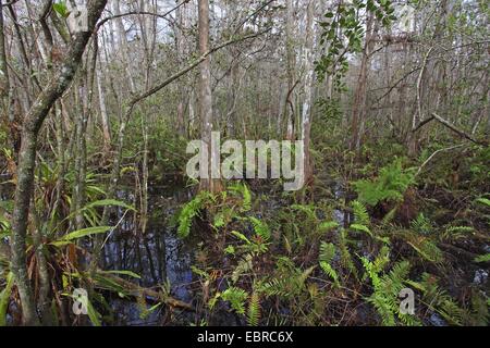 Baldcypress (Taxodium distichum), undergroth dans un marais bois de cyprès, USA, Floride, Corkscrew Swamp Banque D'Images