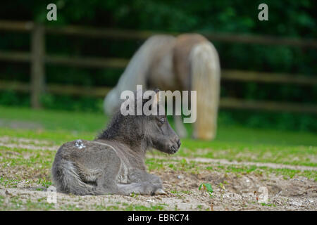 Poney (Equus przewalskii f. caballus), poulain couché sur un paddock, Allemagne Banque D'Images