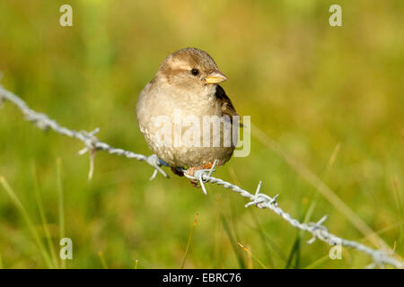 Moineau domestique (Passer domesticus), femme sur un fil barbelé, Pays-Bas, Texel Banque D'Images