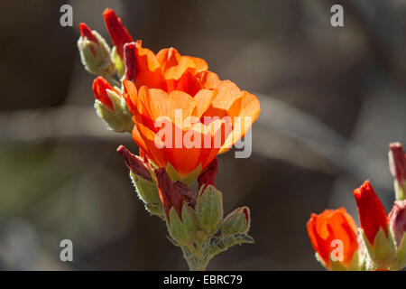 Globe Mallow, Globemallow, Falsemallow (Sphaeralcea spec.), qui fleurit en désert de Sonora, USA, Arizona Sonora, Banque D'Images