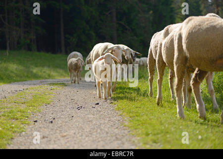 Le mouton domestique (Ovis ammon f. bélier), troupeau marchant sur un chemin forestier , Allemagne Banque D'Images